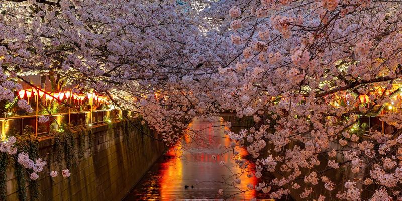 Kirschblütenfest: Hanami in Japan - Daimler-Blog | narando